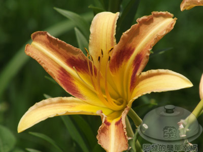 白石湖n後湖濕地22-橘色百合