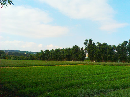 大溪韭菜花海06處處可見綠油油的韭菜田