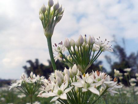 大溪韭菜花海13韭菜花