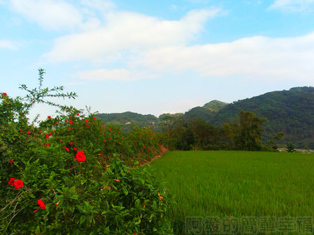 大溪韭菜花海18藍天n白雲n綠山n綠田n紅花