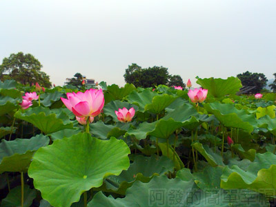 三峽三樹路荷花田06.jpg