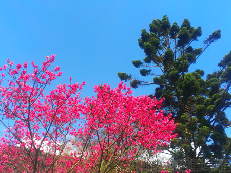 陽明山初一走春賞櫻花09花鐘廣場-櫻與松