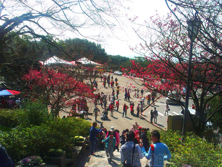 陽明山初一走春賞櫻花10往櫻花林區的階梯