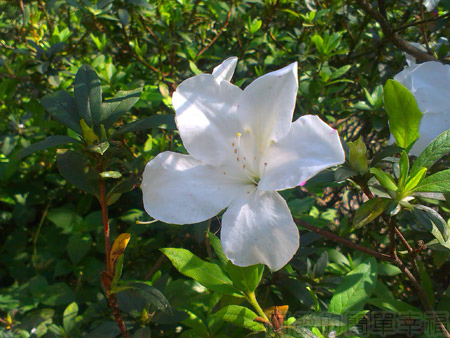 陽明山初一走春賞櫻花14杜鵑花