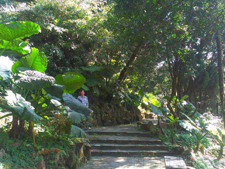 陽明山初一走春賞櫻花15綠蔭小徑