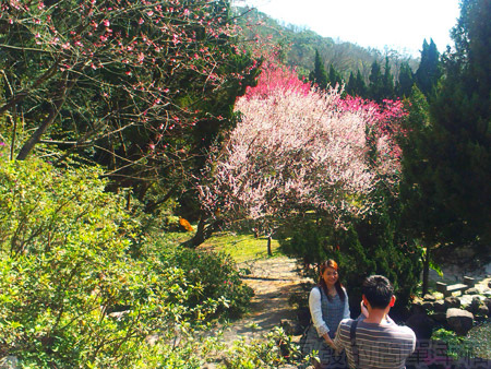 陽明山初一走春賞櫻花17梅櫻爭豔