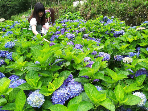 竹子湖-大梯田繡球花海39