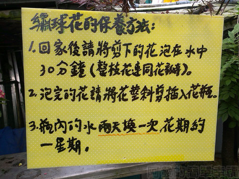 竹子湖-大梯田繡球花海41-繡球花保養方法