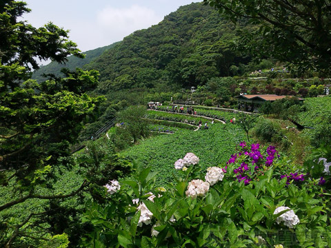 竹子湖-大梯田繡球花海06-繡球花梯田