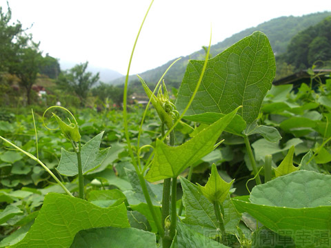 竹子湖-大梯田繡球花海15-龍鬚菜