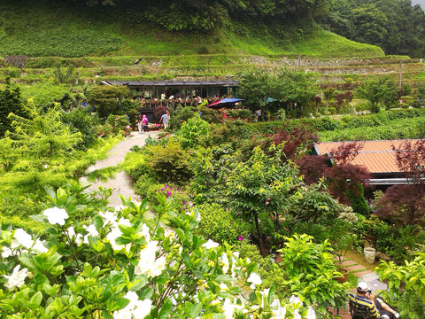 竹子湖-大梯田繡球花海16-餐廳及盆景休息區