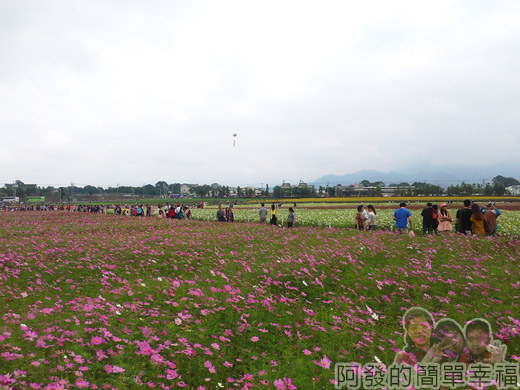 2014新社花海05-波斯菊花海(10號區)