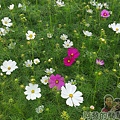 2014新社花海07-波斯菊花海(10號區)