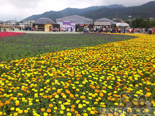 2014新社花海13-精緻草花區花海