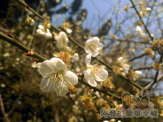 中正紀念堂梅景23-南洋杉步道旁-果梅區