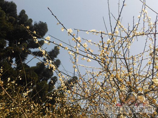 中正紀念堂梅景22-南洋杉步道旁-果梅區