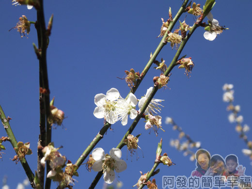 角板山賞梅櫻齊放26-行館建築前的梅花綻放