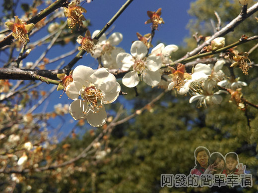 角板山賞梅櫻齊放34-生態池旁梅樹