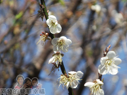 角板山賞梅櫻齊放43-梅花特寫