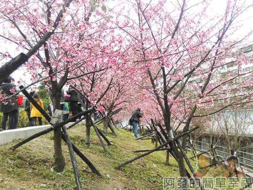 樂活公園賞寒櫻24-櫻花隧道