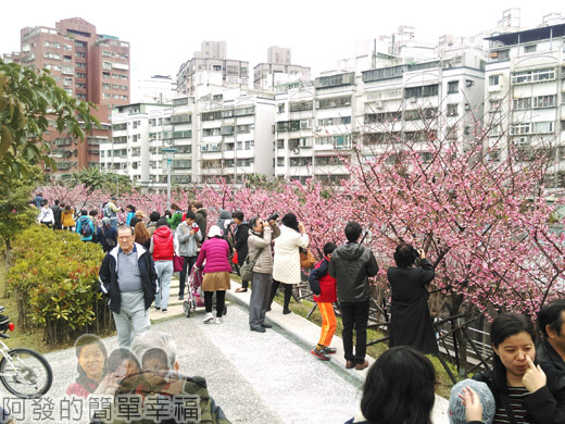 樂活公園賞寒櫻25-人人有花拍