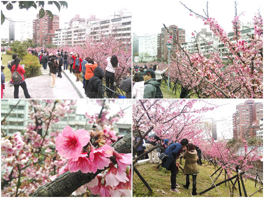 樂活公園賞寒櫻all