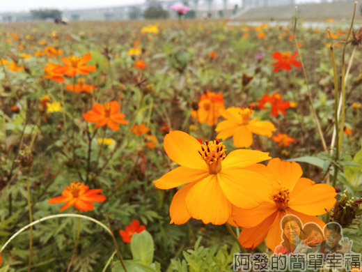 大臺北都會公園II23-幸福水漾公園-豔黃的波斯菊.jpg