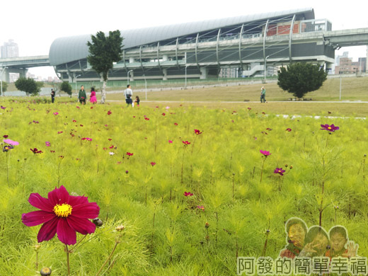 大臺北都會公園II26-幸福水漾公園-波斯菊與捷運站.jpg