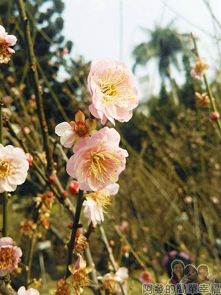 中正紀念堂八重櫻與宮粉梅雙綻30-宮粉梅綻