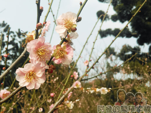 中正紀念堂八重櫻與宮粉梅雙綻35-花苞待綻V