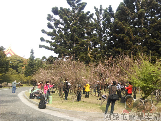 中正紀念堂八重櫻與宮粉梅雙綻27-大忠門旁的宮粉梅園