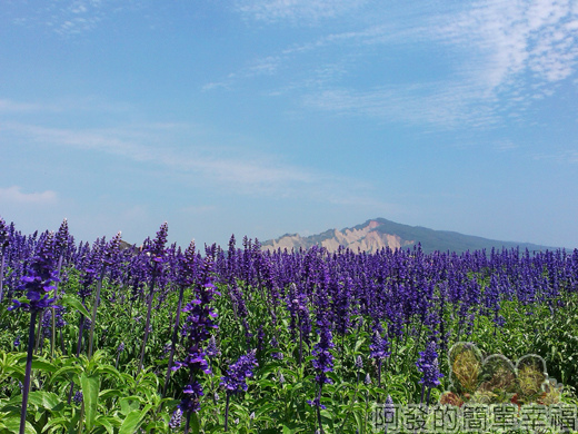 中社觀光花市48-很有異國風味