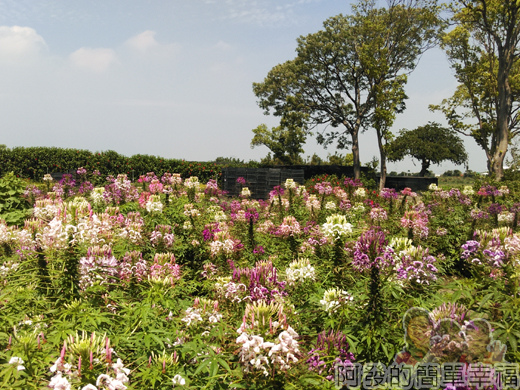 中社觀光花市52-醉蝶花海區-迎風搖曳