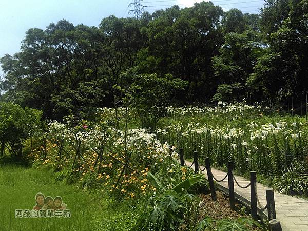 白石湖18-百合花兩側夾道，構成花徑