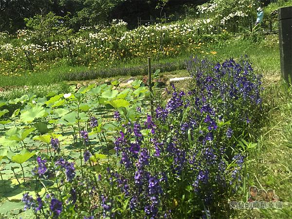 白石湖30-浪漫同心池旁的紫色鼠尾草