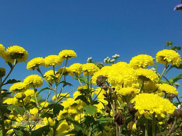 苗栗銅鑼杭菊季17-黃色杭菊一景
