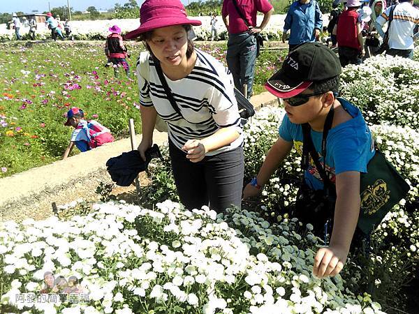 苗栗銅鑼杭菊季28-親子採菊體驗II