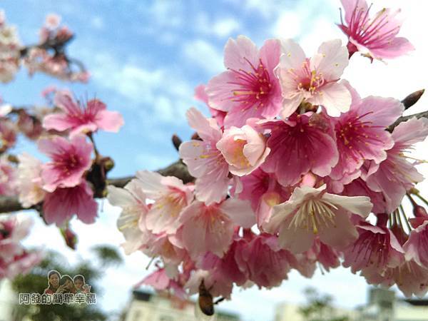東湖樂活公園13-淡粉嬌嫩的寒櫻綻放