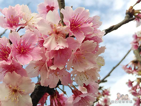 東湖樂活公園16-看起來柔美又嬌媚，粉嫩粉嫩的櫻花