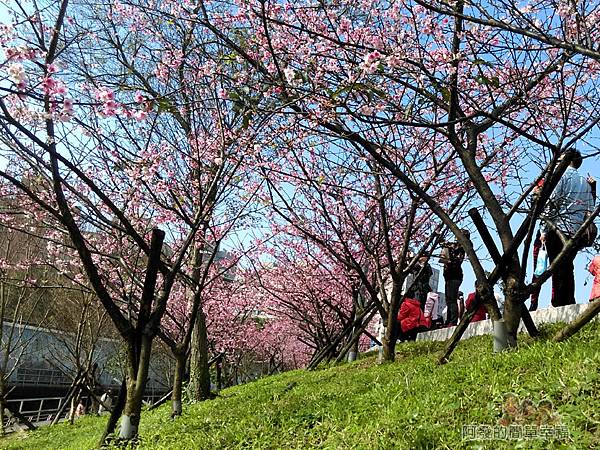 東湖樂活公園21-有如小型櫻花林隧道