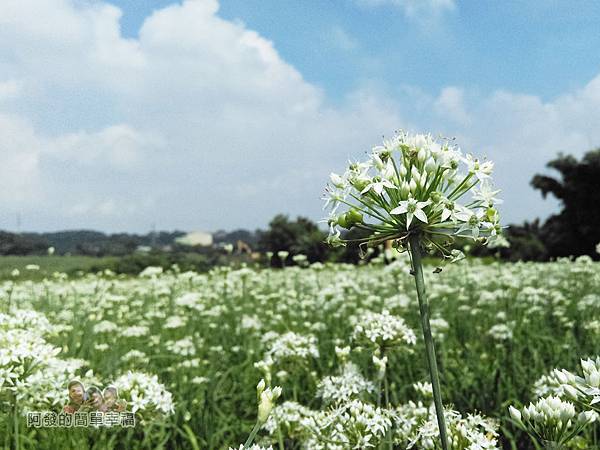 中新里韭菜花海18-花叢中一景