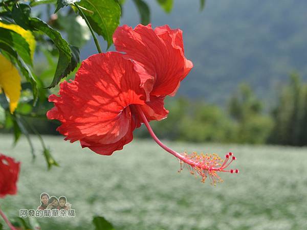 中新里韭菜花海19-朱槿