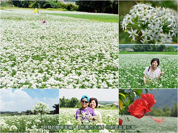 中新里韭菜花海all 中新里韭菜花海all