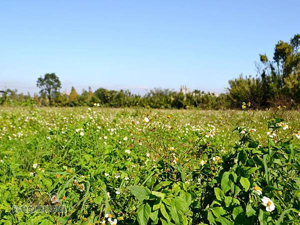 落羽松大道11-一旁的白色鬼針草花海