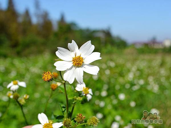 落羽松大道12-一旁的白色鬼針草花海特寫