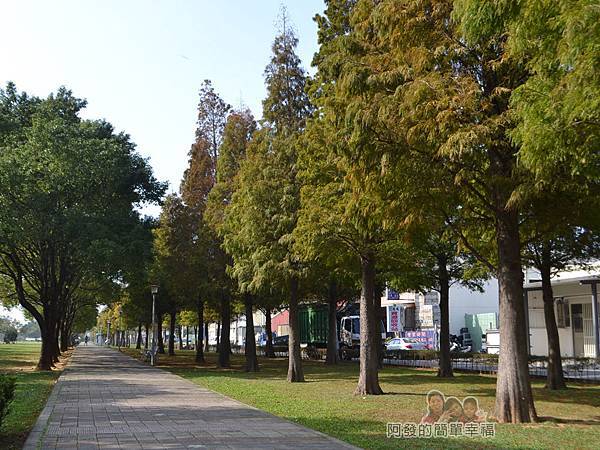 玉山公園02-右側草皮上種植了兩排落羽松