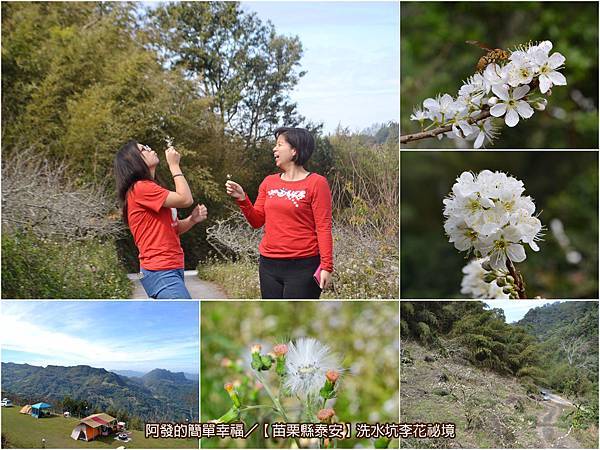 洗水坑李花祕境all 洗水坑李花祕境all