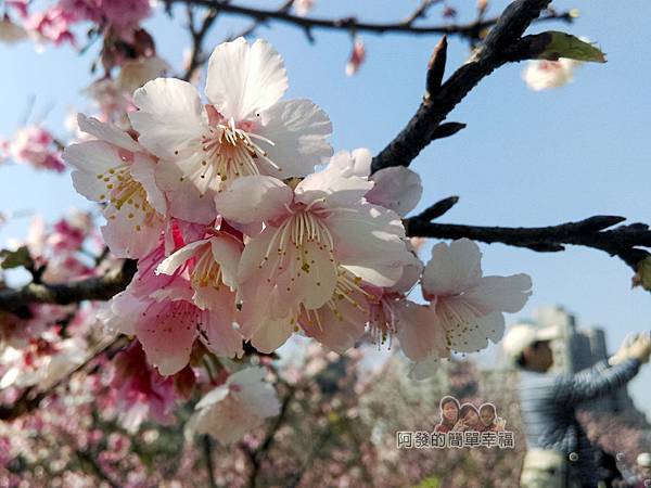 東湖樂活公園16-看起來柔美又嬌媚，粉嫩粉嫩的櫻花