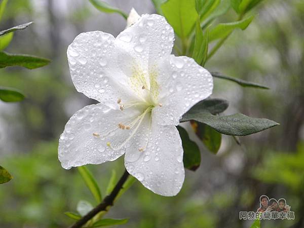 大尖山賞櫻05-雨後盛開的白杜鵑花