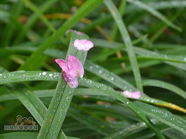 大尖山賞櫻11-草上的櫻花瓣